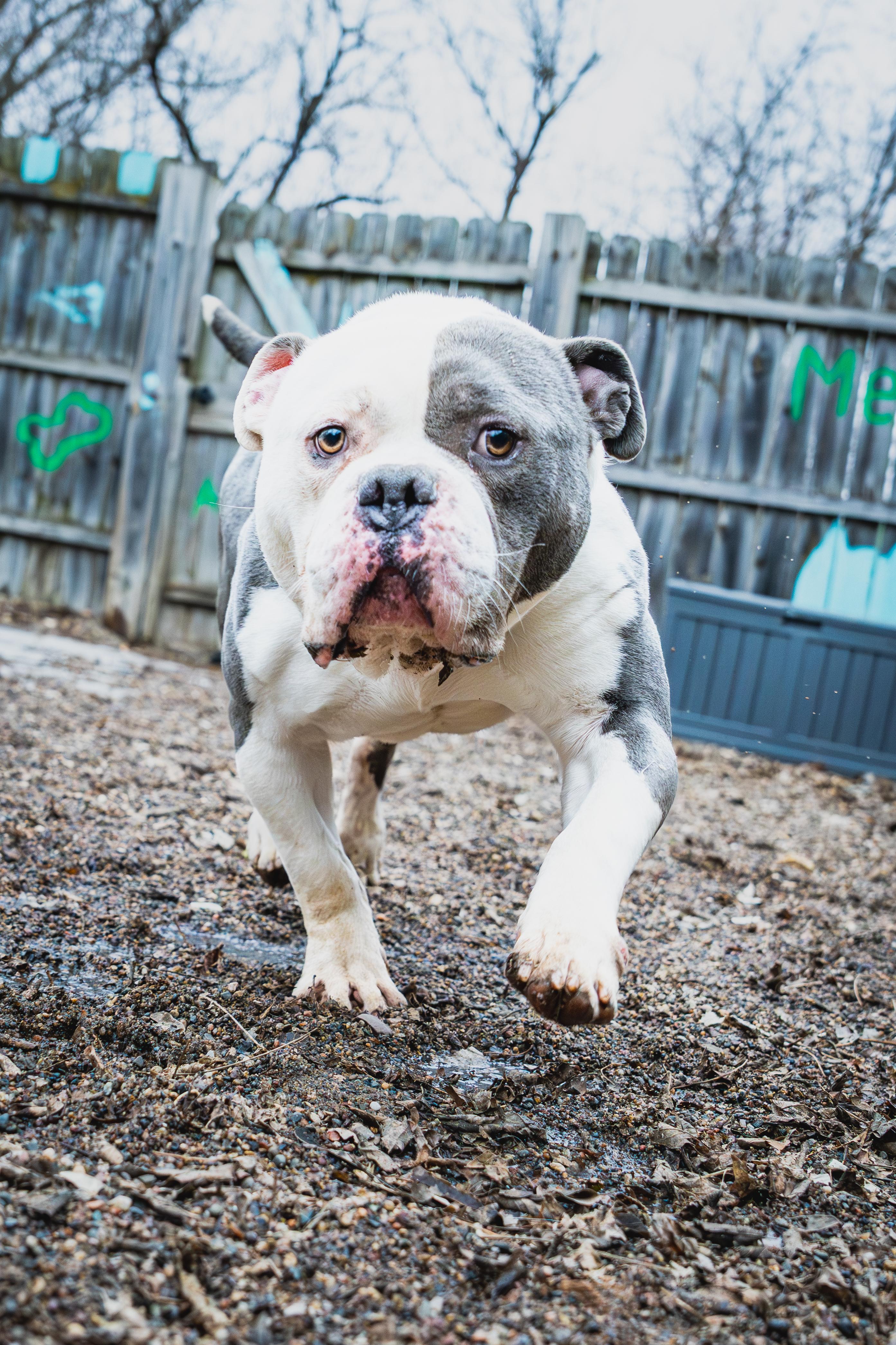 Brisket, ADOPTABLE, Adult Male American Bulldog.