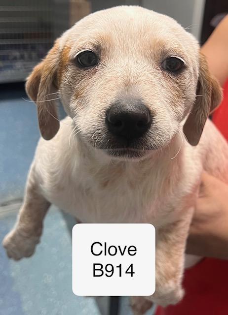 Clove, ADOPTABLE, Puppy Female Cattle Dog.