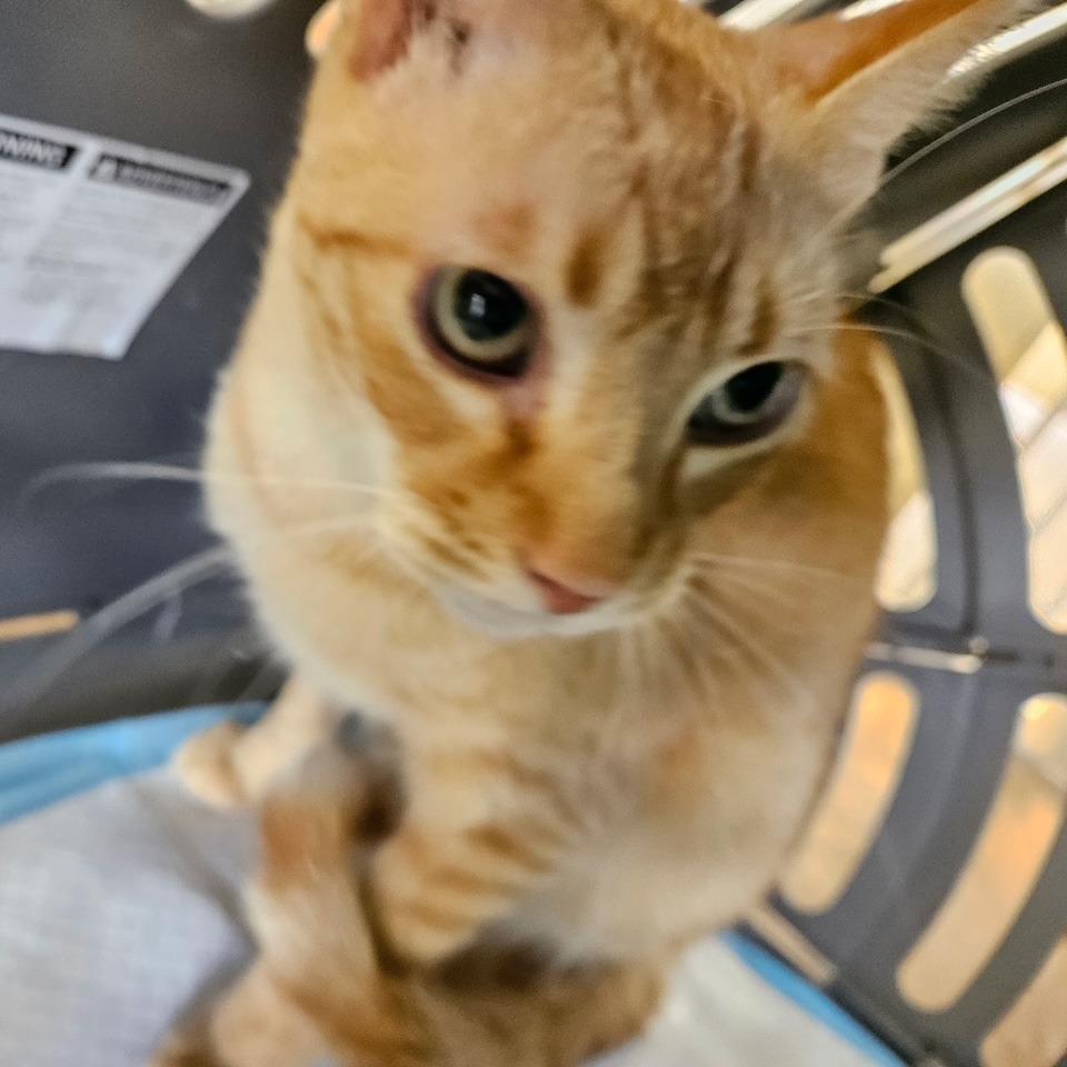 DJ, Adoptable, Adult Male Domestic Short Hair.