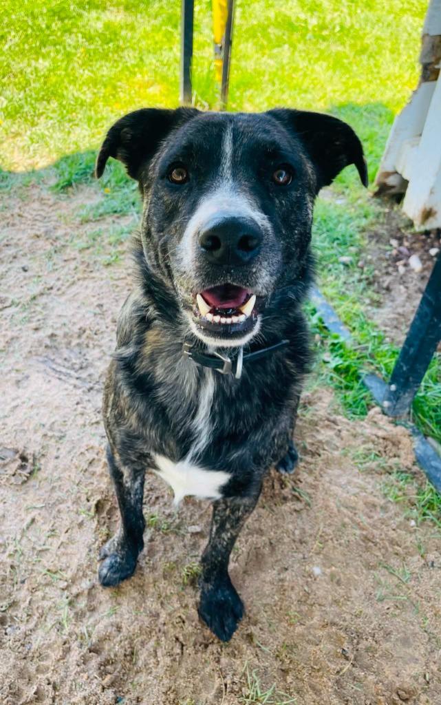 Arrow, Adoptable, Adult Male Labrador Retriever & Pit Bull Terrier.