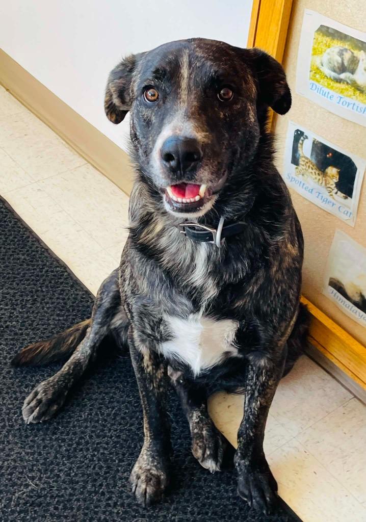 Arrow, a Adoptable mixed breed in Green River, WY image 2/2