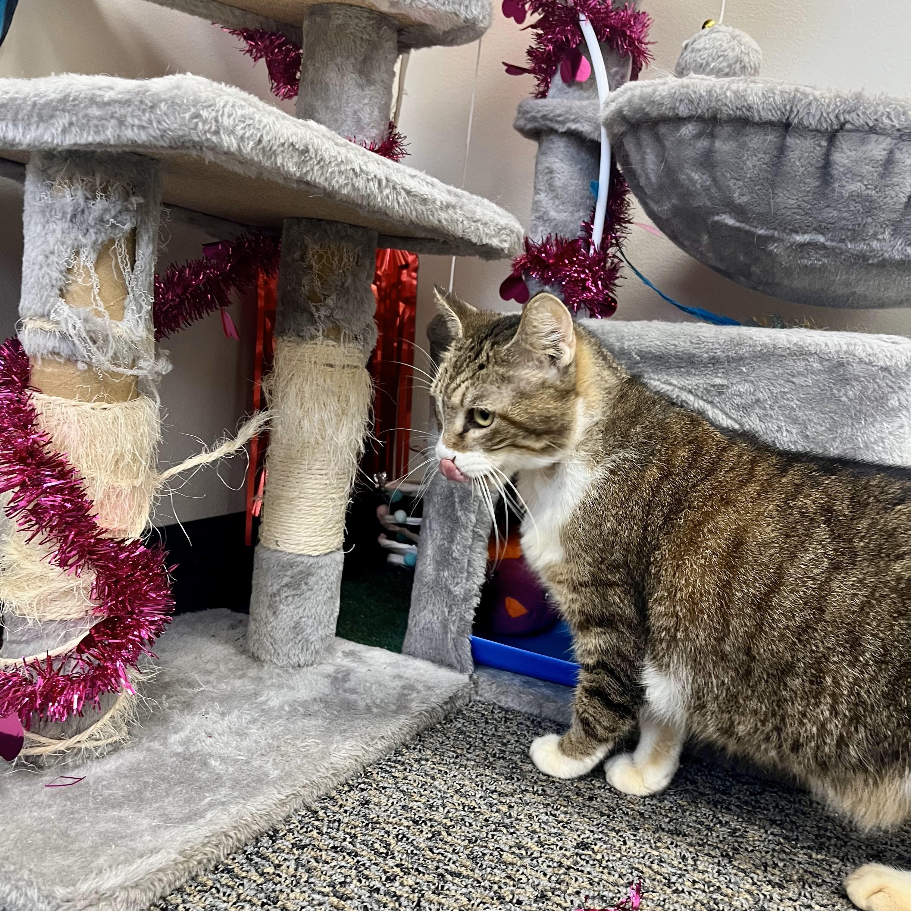 Nef'ertiti — thumbnail 4