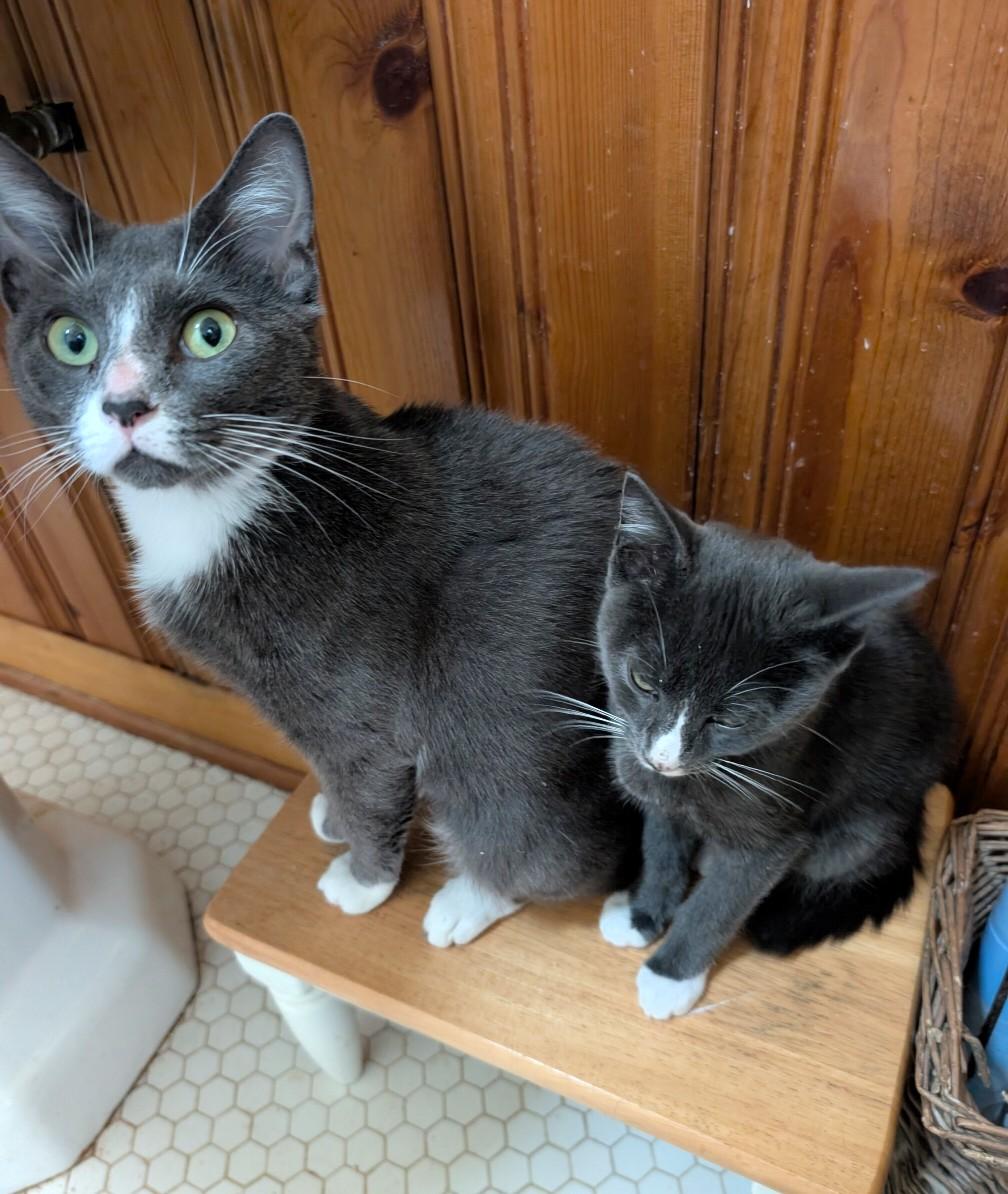 Oakley, an adopted Domestic Short Hair in Jacksonville, FL image 4/4