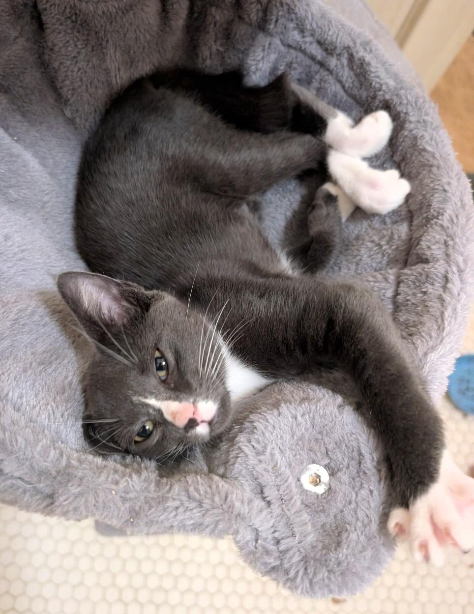 Oakley, an adopted Domestic Short Hair in Jacksonville, FL image 2/4