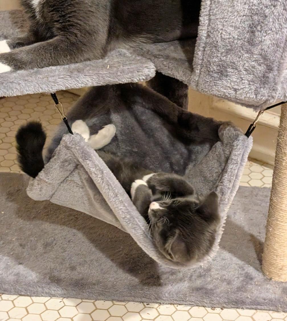 Oakley, an adopted Domestic Short Hair in Jacksonville, FL image 3/4