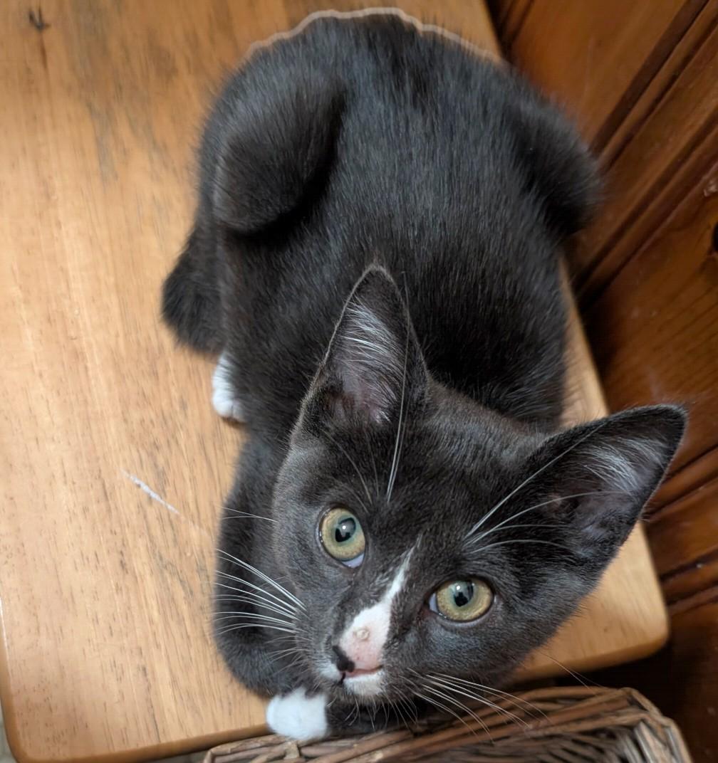 Oakley, an adopted Domestic Short Hair in Jacksonville, FL image 1/4