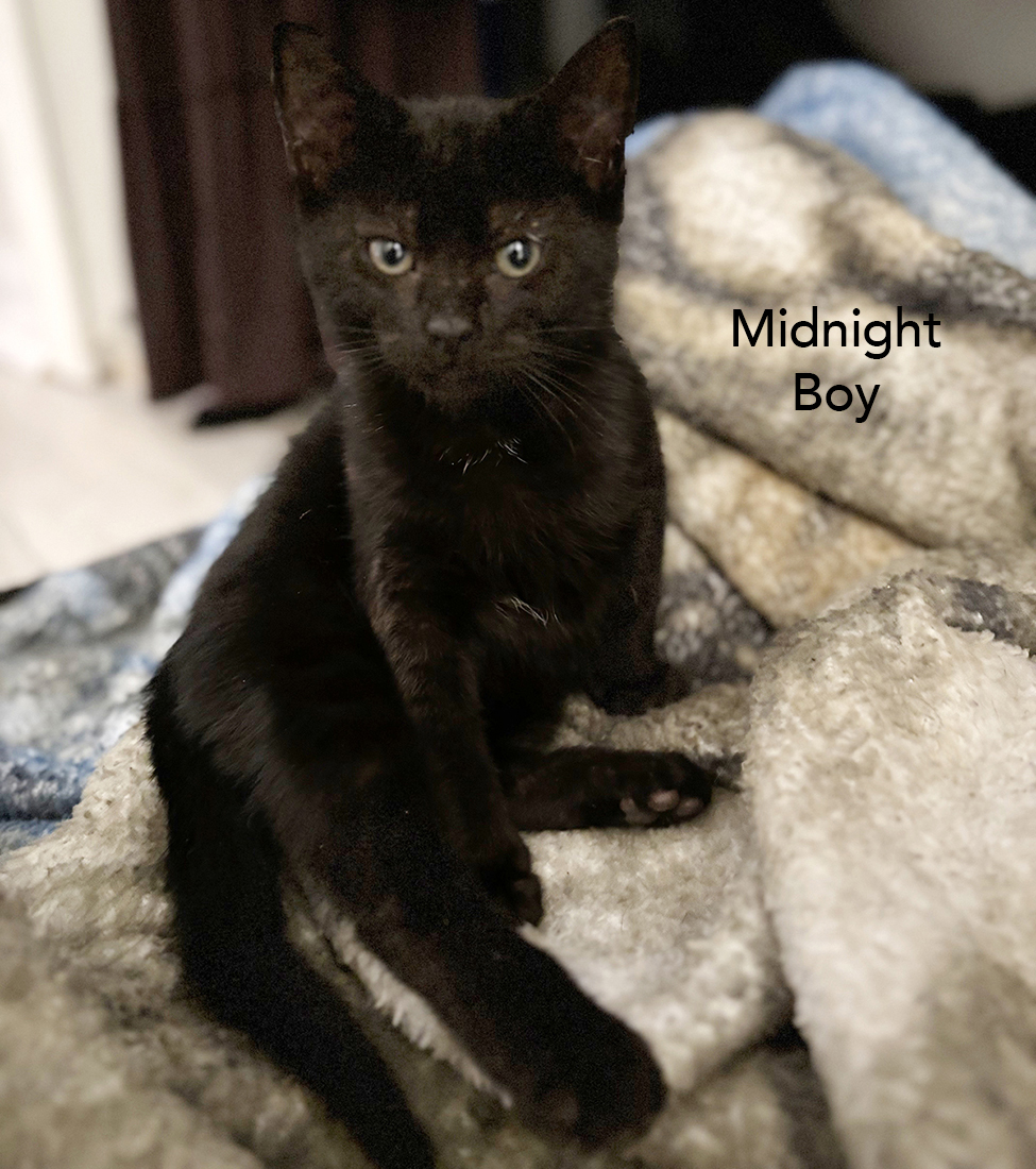 Cat for adoption Midnight, a Domestic Short Hair in Durham, NC