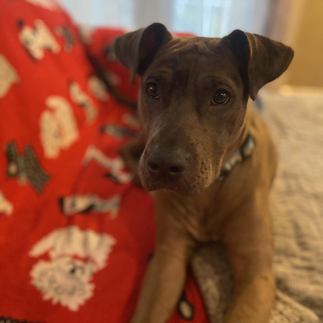 Enlarge Smudge, a Adoptable mixed breed in Southington, OH image 1/3