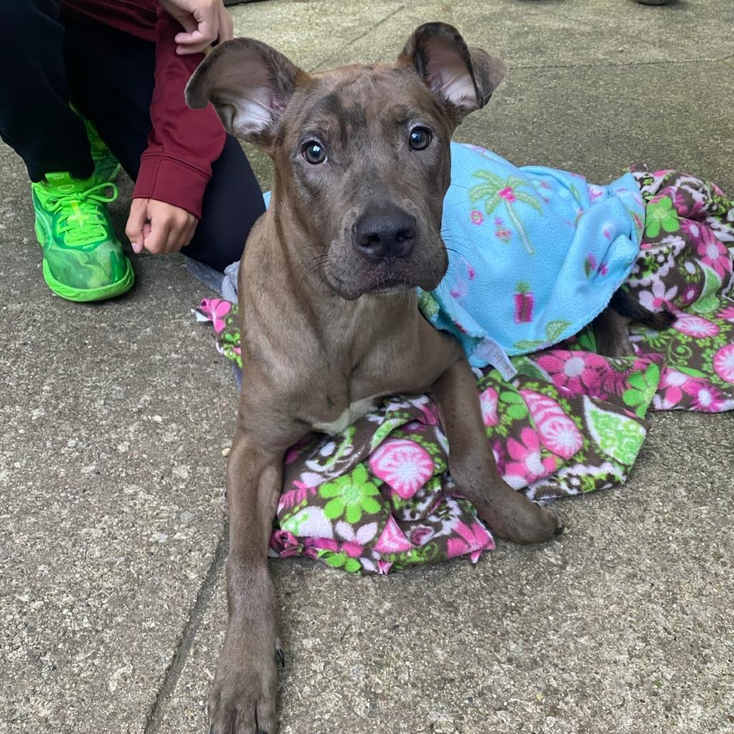 Enlarge Smudge, a Adoptable mixed breed in Southington, OH image 3/3