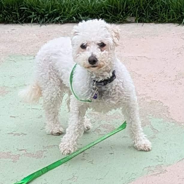 Flossi: Bichon Frise female, spayed, 7yrs young