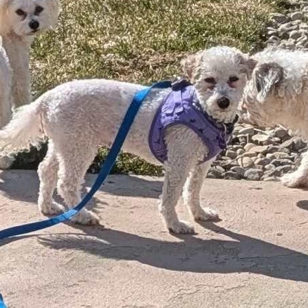 Flossi: Bichon Frise female, spayed, 7yrs young