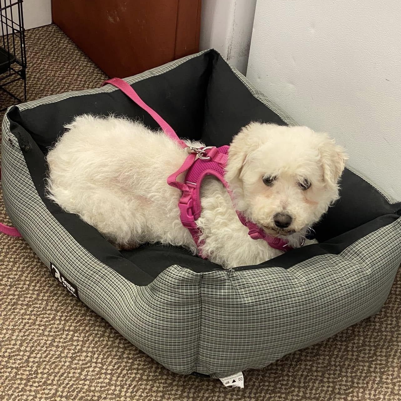 Flossi: Bichon Frise female, spayed, 7yrs young