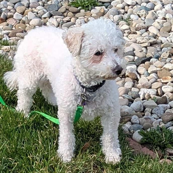Flossi: Bichon Frise female, spayed, 7yrs young