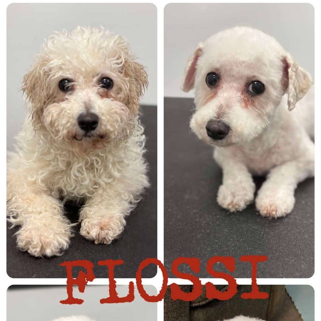 Flossi: Bichon Frise female, spayed, 7yrs young