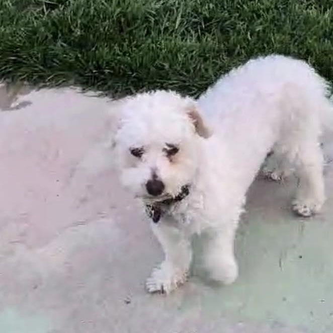 Flossi: Bichon Frise female, spayed, 7yrs young