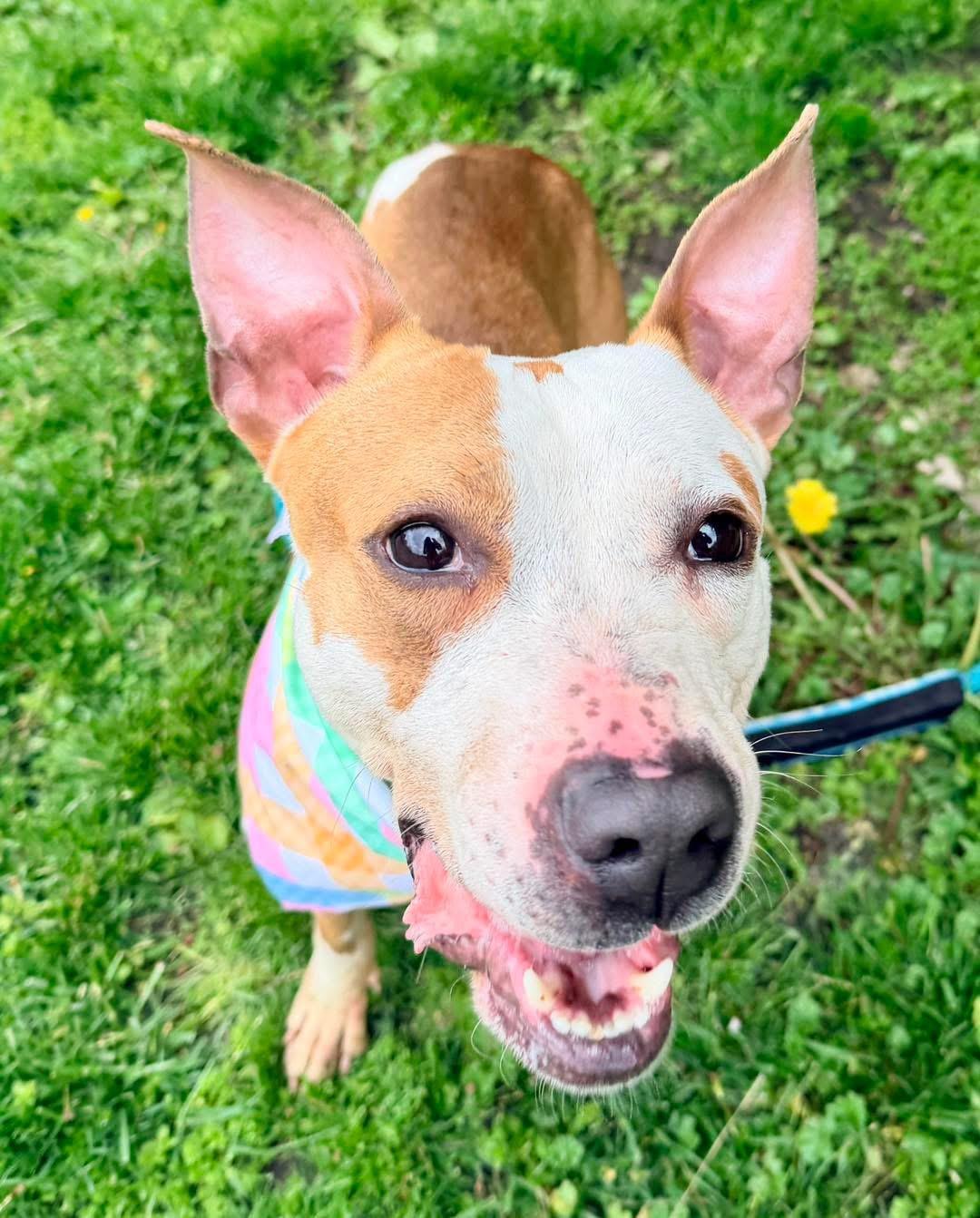Tuch, a ADOPTABLE mixed breed in Buffalo, NY image 4/4