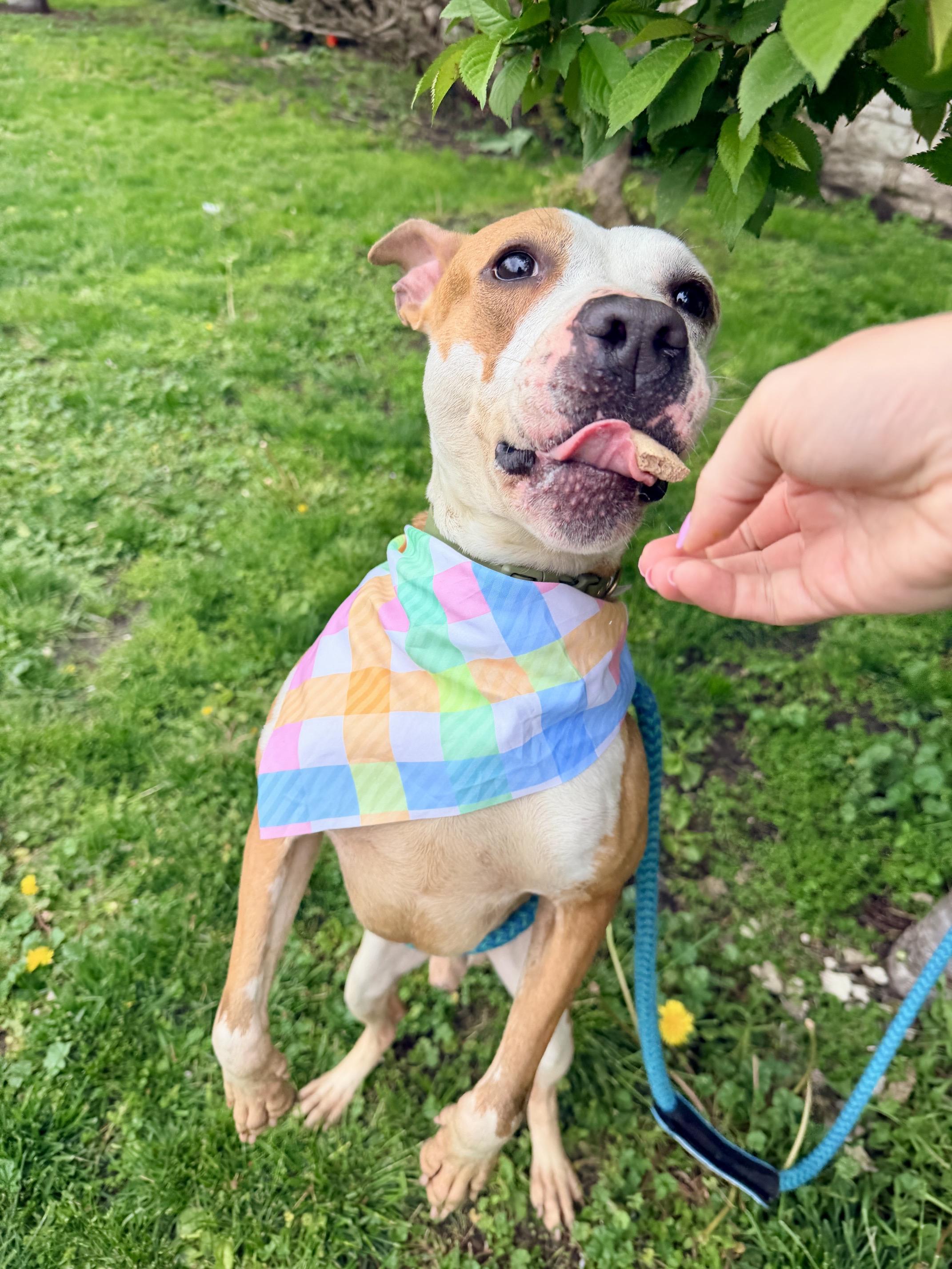Tuch, a ADOPTABLE mixed breed in Buffalo, NY image 3/4