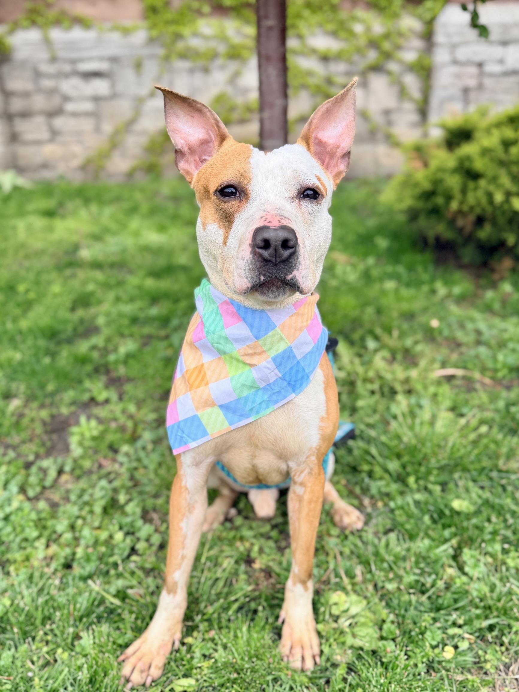 Tuch, ADOPTABLE, Young Male Pit Bull Terrier.