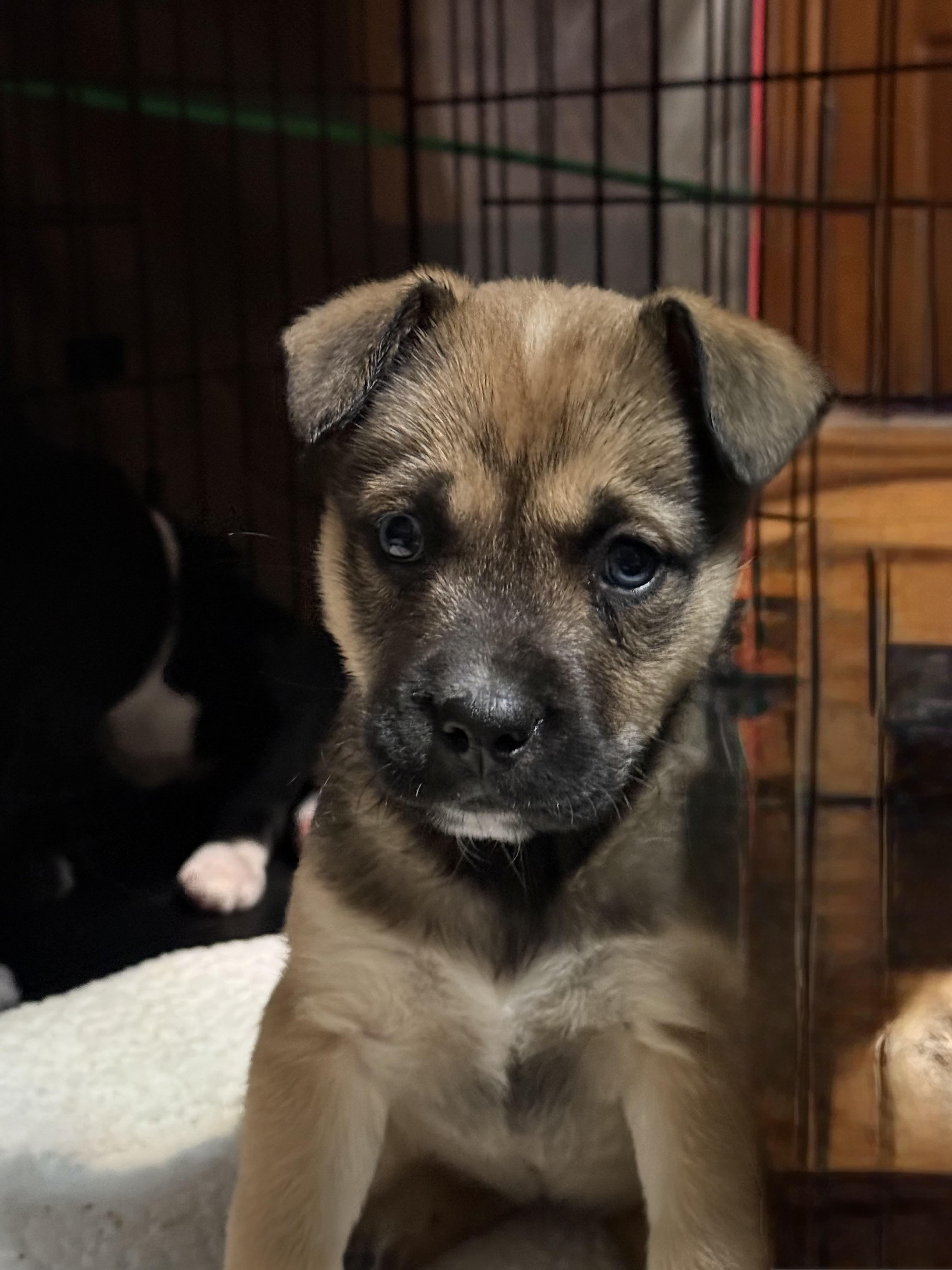 Enlarge Rachel, an adopted mixed breed in Cary, IL image 1/1