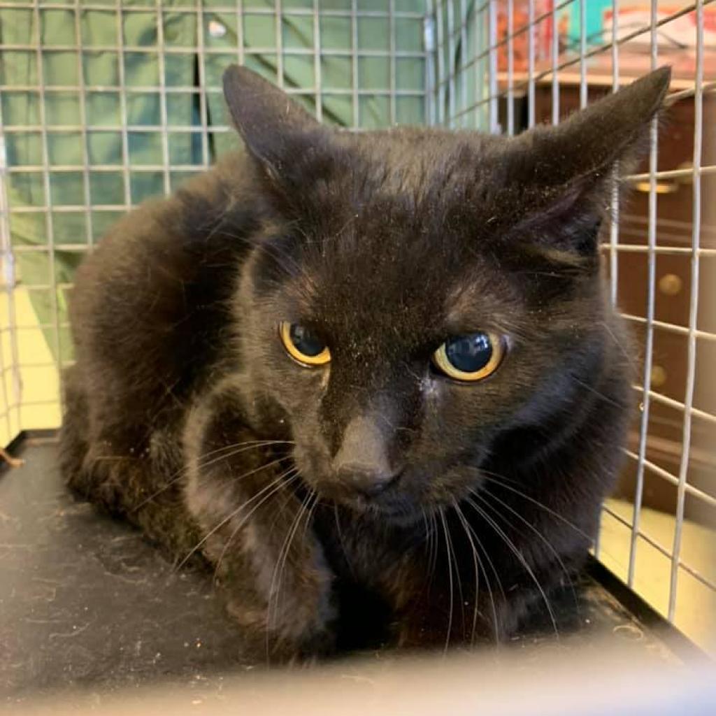 Enlarge Count Orlock, a Adoptable Domestic Short Hair in Cleveland, MS image 1/2