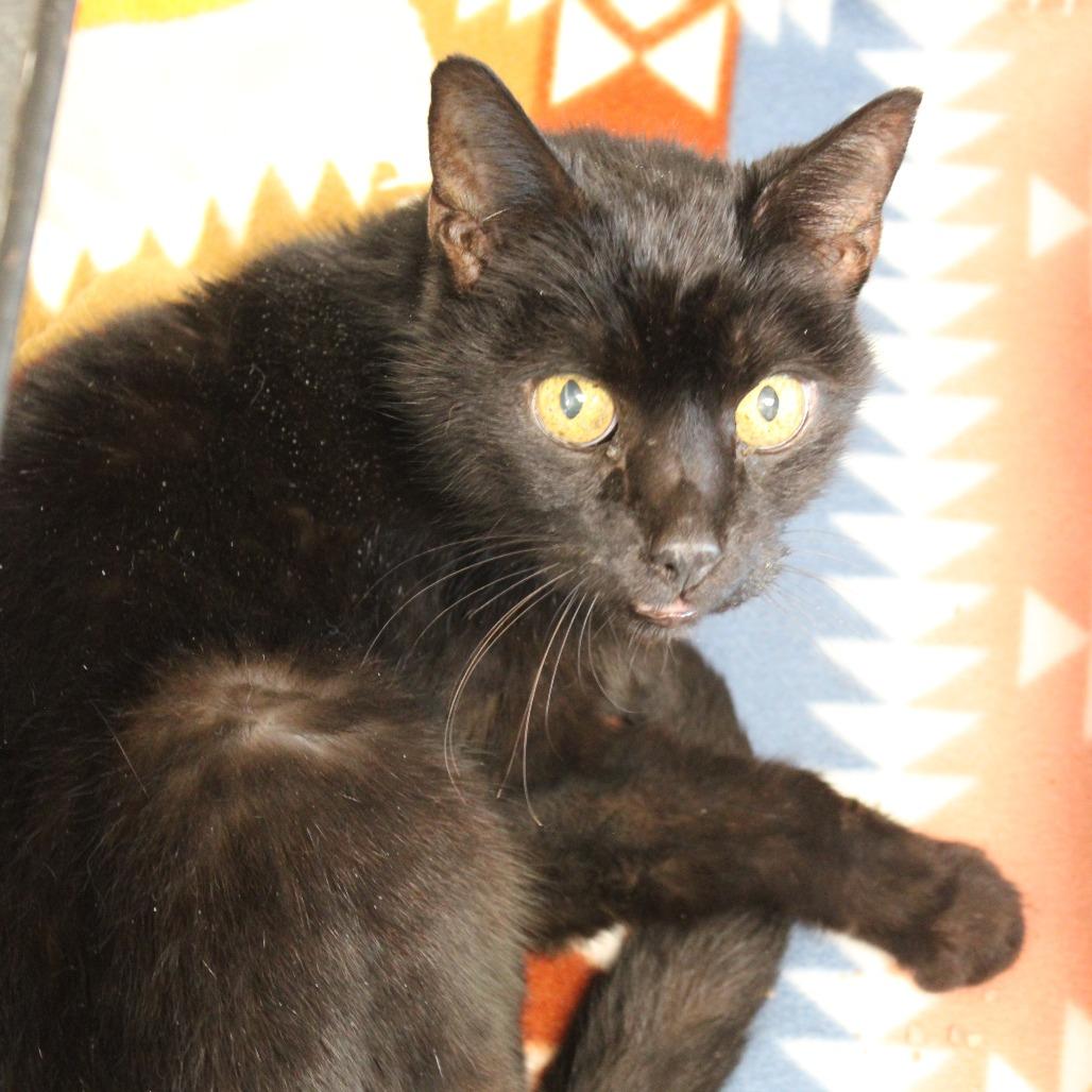 Enlarge Count Orlock, a Adoptable Domestic Short Hair in Cleveland, MS image 2/2