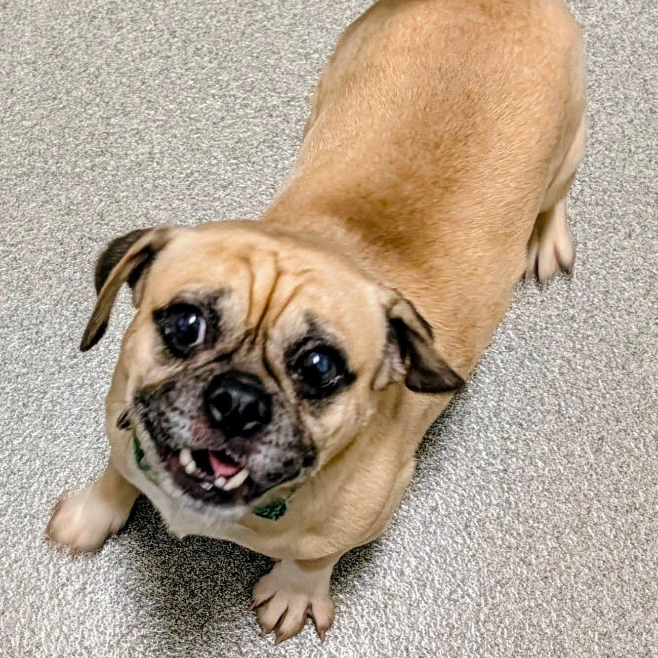 Mango, Adoptable, Young Male Pug.