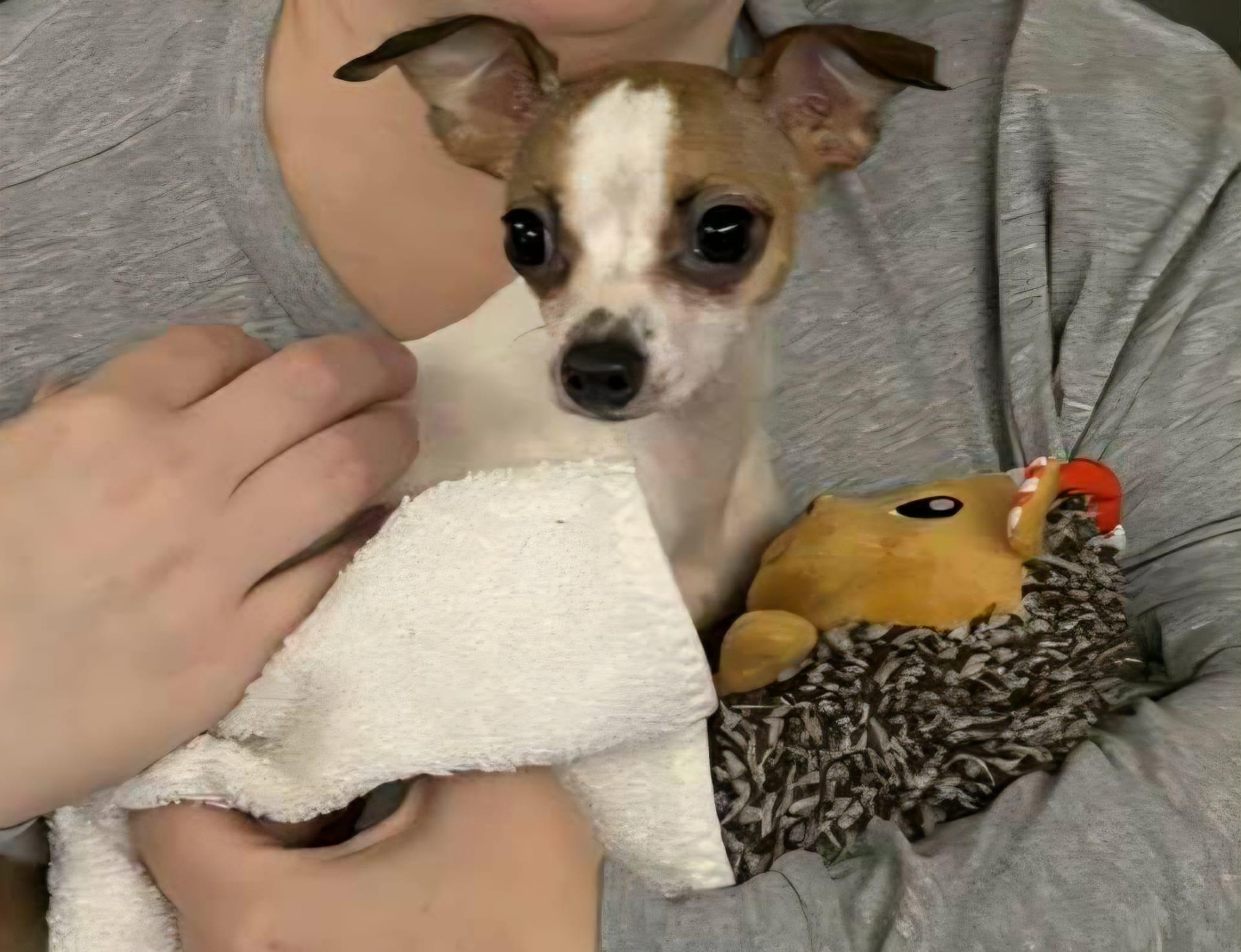 Pip, ADOPTABLE, Young Female Chihuahua.