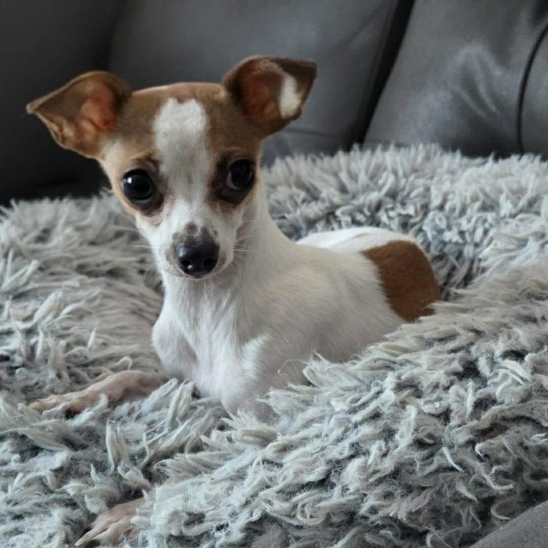 Pip, a ADOPTABLE Chihuahua in Cedar Rapids, IA image 2/6