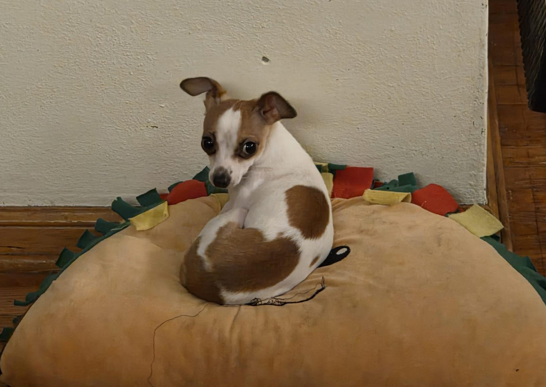 Pip, a ADOPTABLE Chihuahua in Cedar Rapids, IA image 3/6