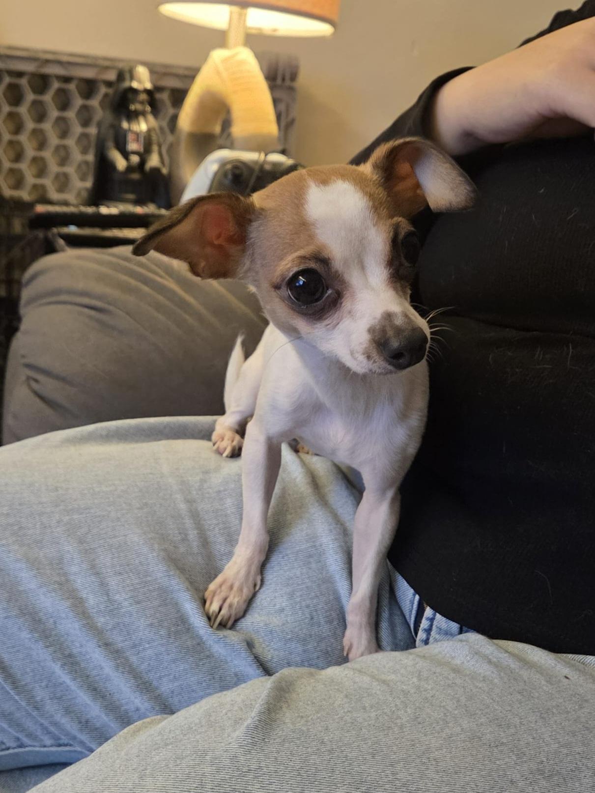 Pip, a ADOPTABLE Chihuahua in Cedar Rapids, IA image 4/6