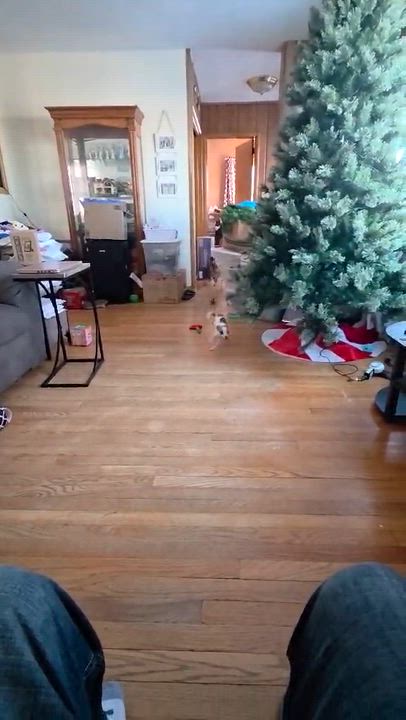 Enlarge Pip, a ADOPTABLE Chihuahua in Cedar Rapids, IA video 5/6