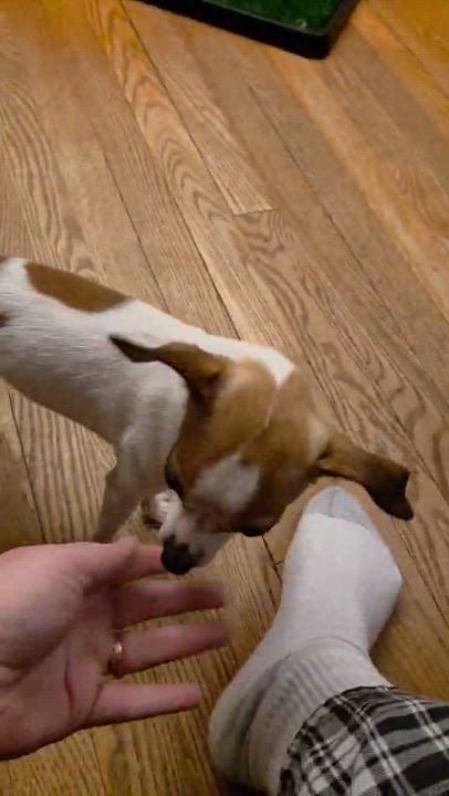 Enlarge Pip, a ADOPTABLE Chihuahua in Cedar Rapids, IA video 6/6