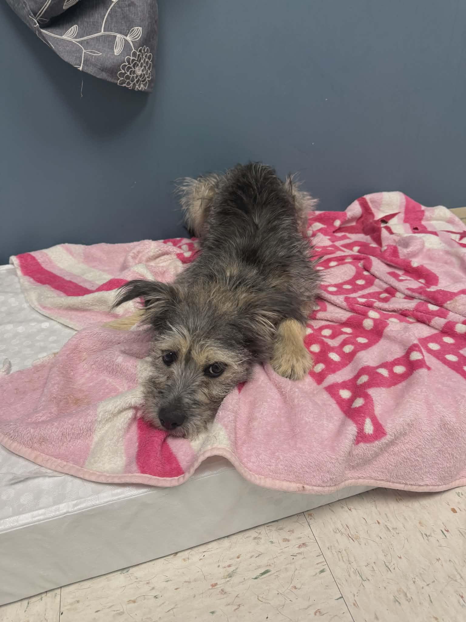 Lulu, adopted, Adult Female Terrier.