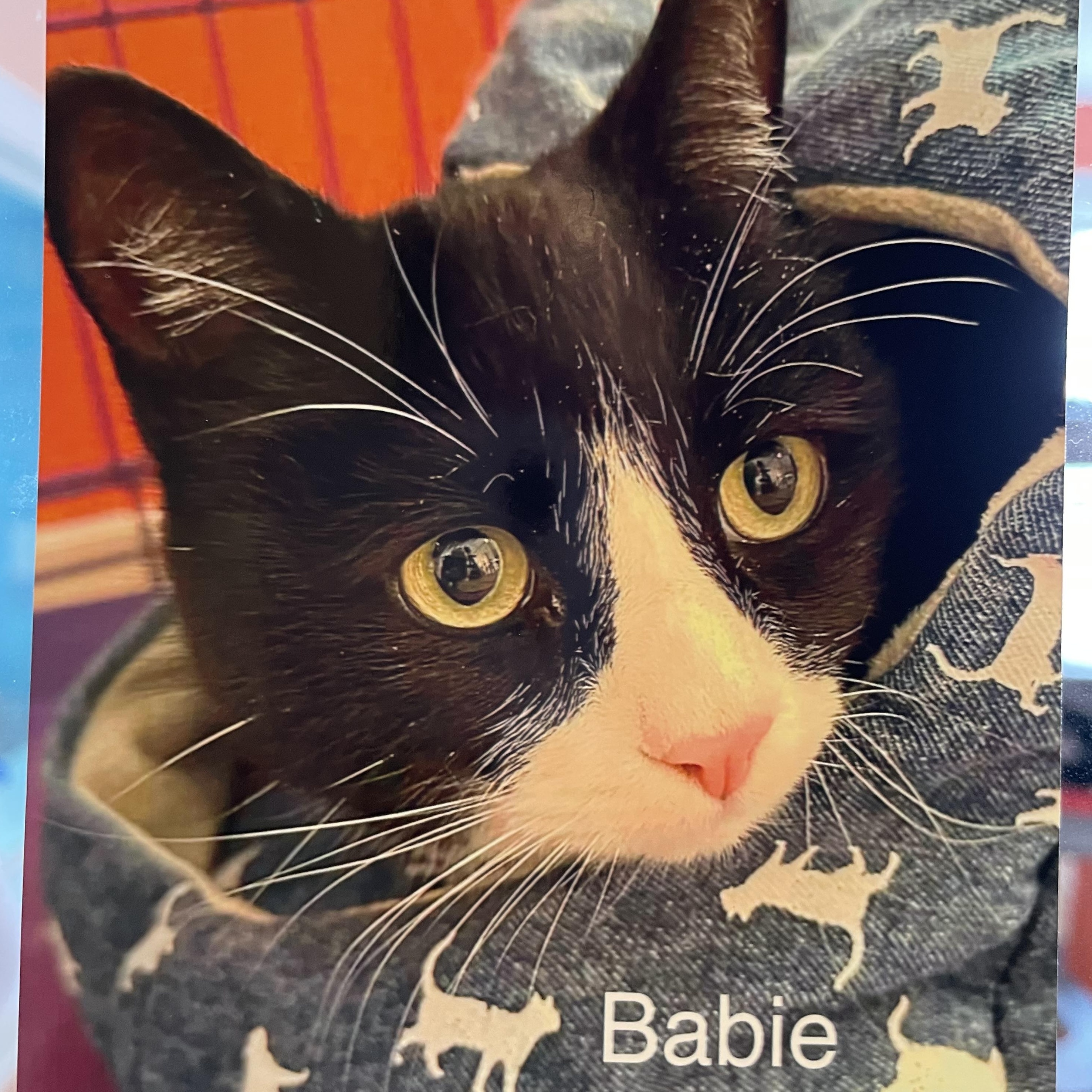 Enlarge Babie, an adopted Domestic Short Hair in Wells, ME image 3/3