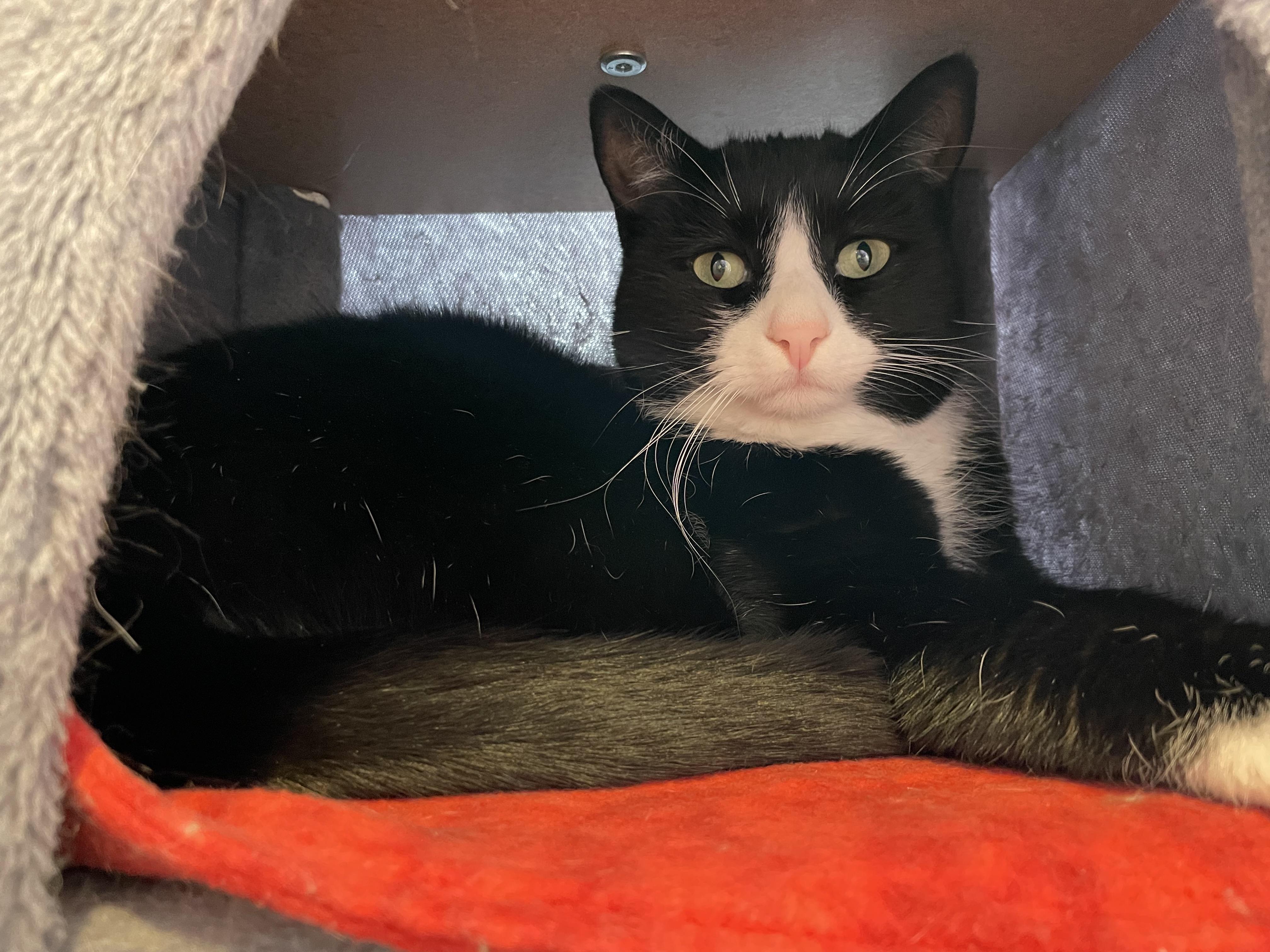 Enlarge Babie, an adopted Domestic Short Hair in Wells, ME image 1/3