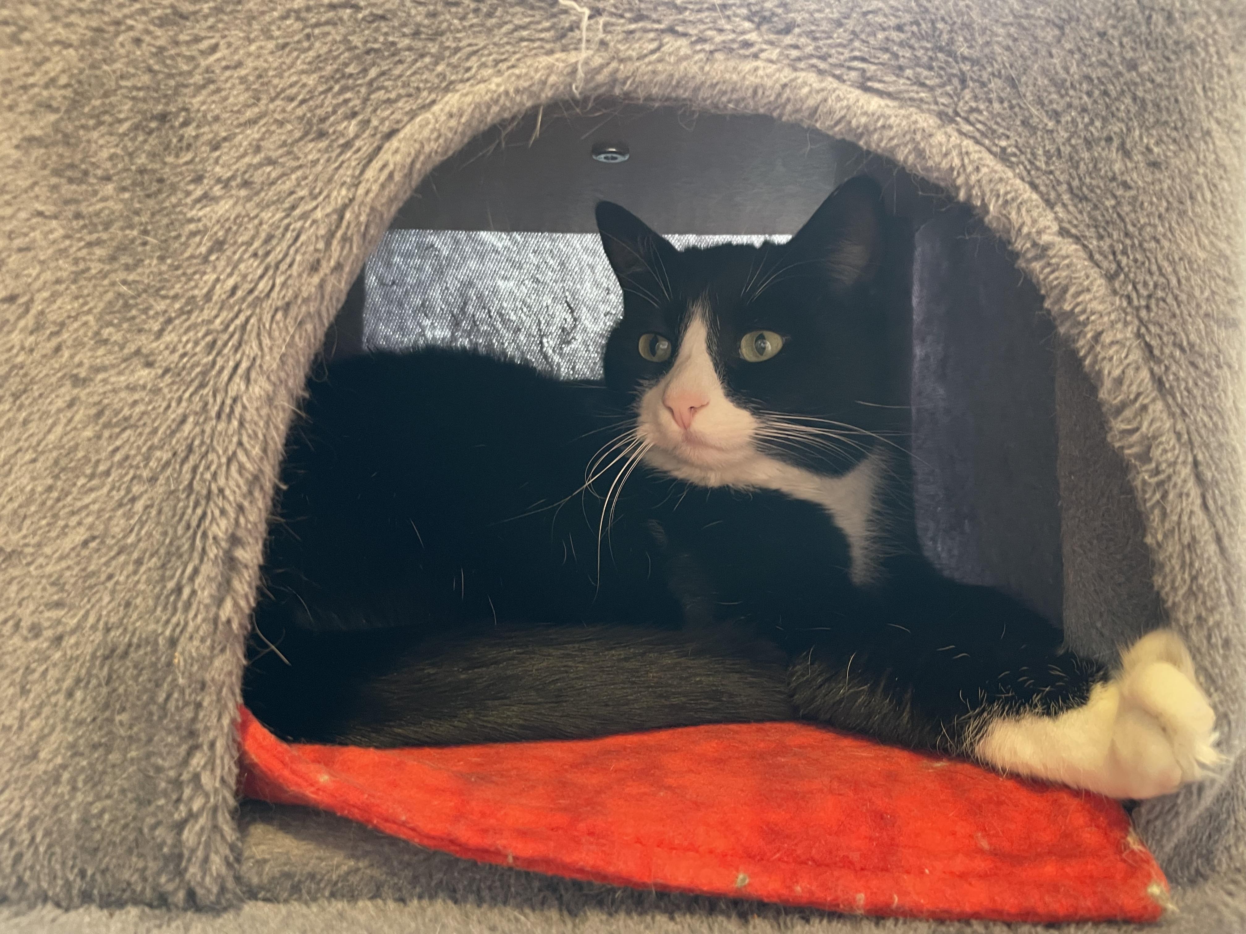 Enlarge Babie, an adopted Domestic Short Hair in Wells, ME image 2/3