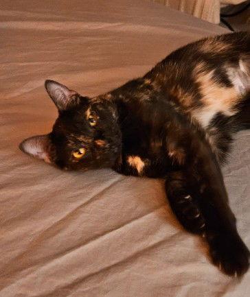 Enlarge Mila, a Adoptable mixed breed in Magnolia Springs, AL image 2/3