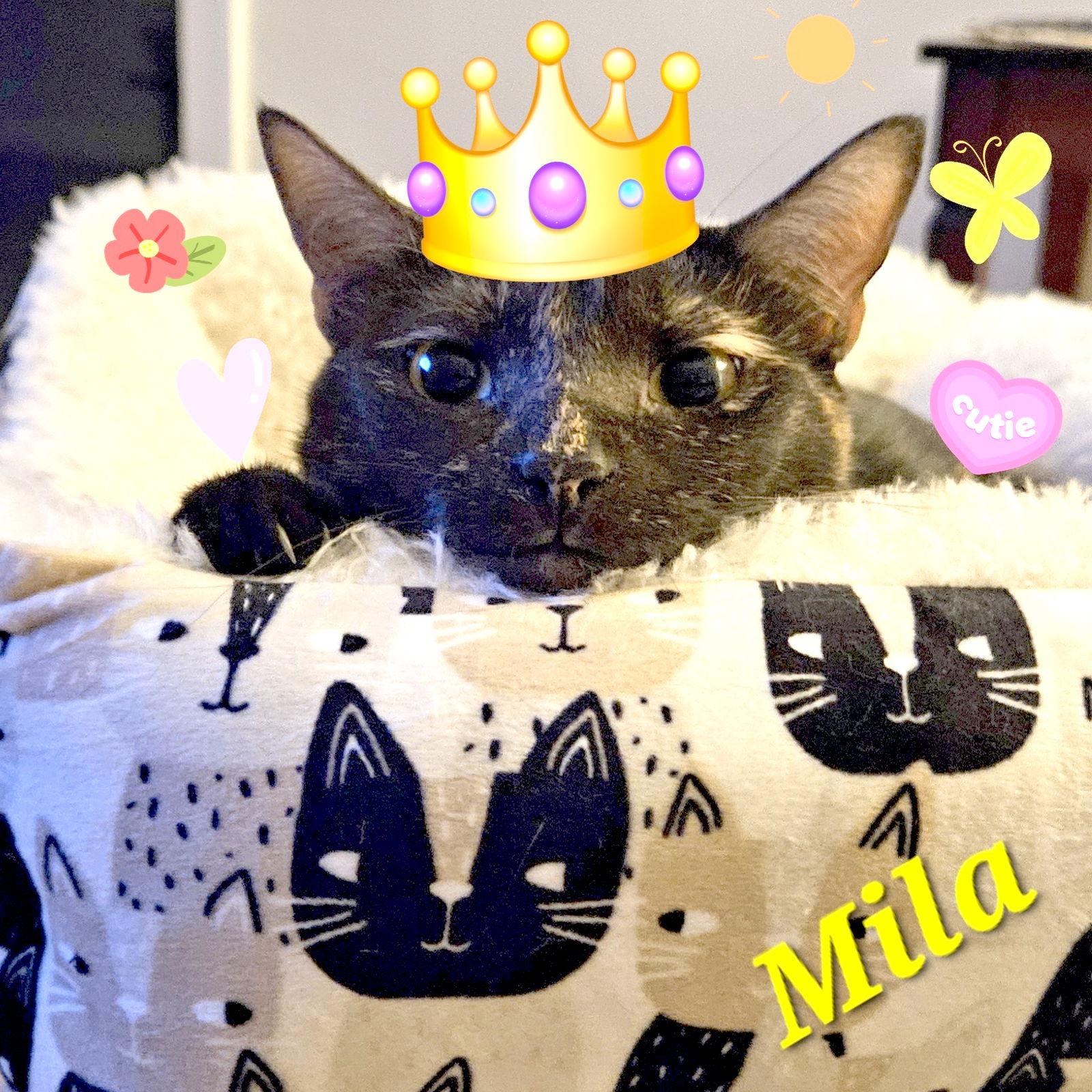 Enlarge Mila, a Adoptable mixed breed in Magnolia Springs, AL image 3/3