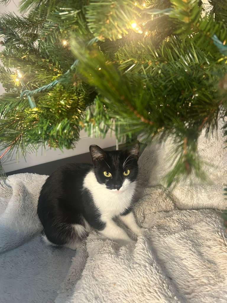 Enlarge PENNY, a ADOPTABLE Domestic Short Hair in Santa Ana, CA image 2/4