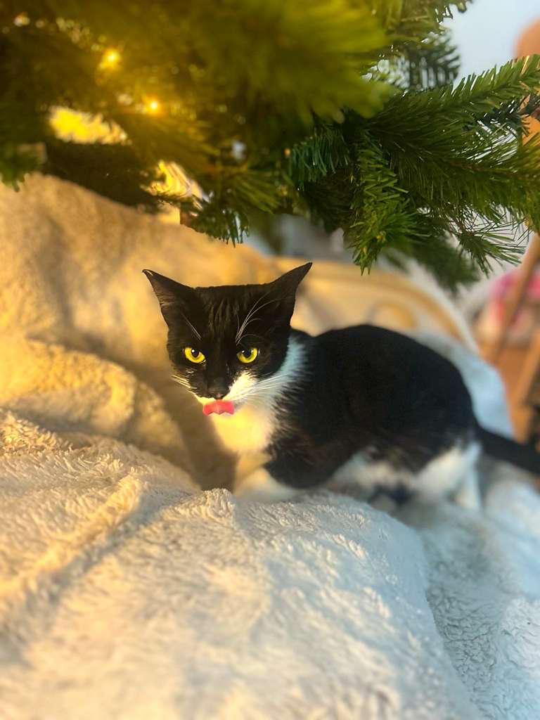 Enlarge PENNY, a ADOPTABLE Domestic Short Hair in Santa Ana, CA image 4/4