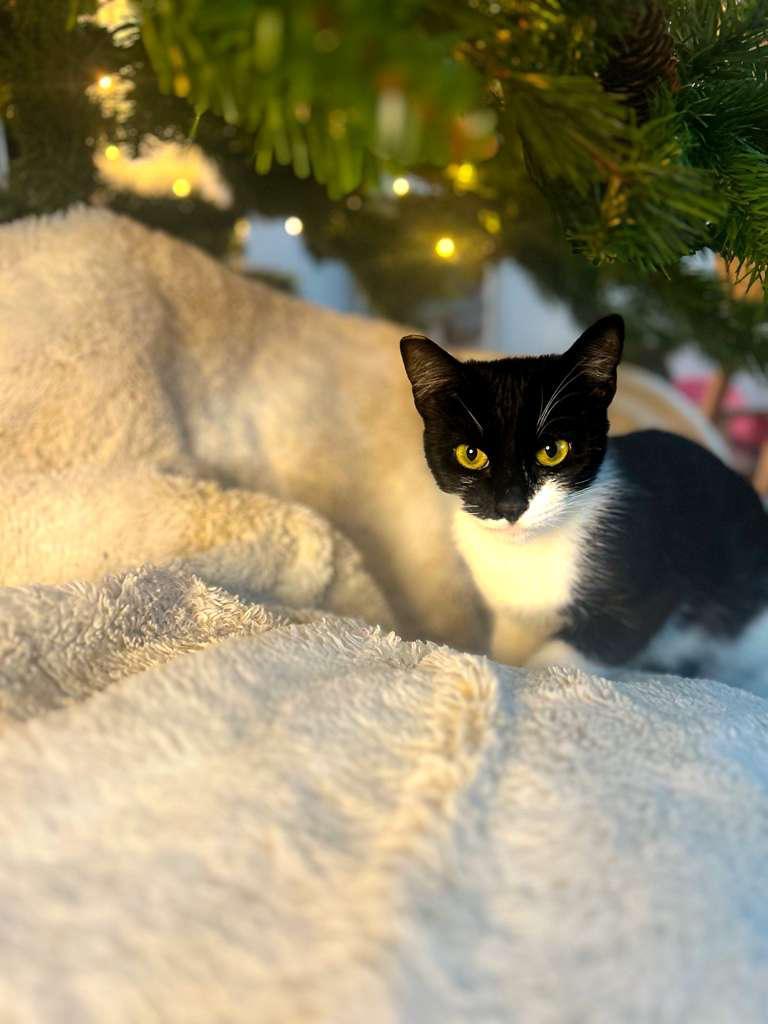 PENNY, ADOPTABLE, Young Female Domestic Short Hair.