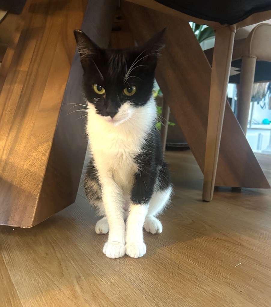 Enlarge PENNY, a ADOPTABLE Domestic Short Hair in Santa Ana, CA image 3/4