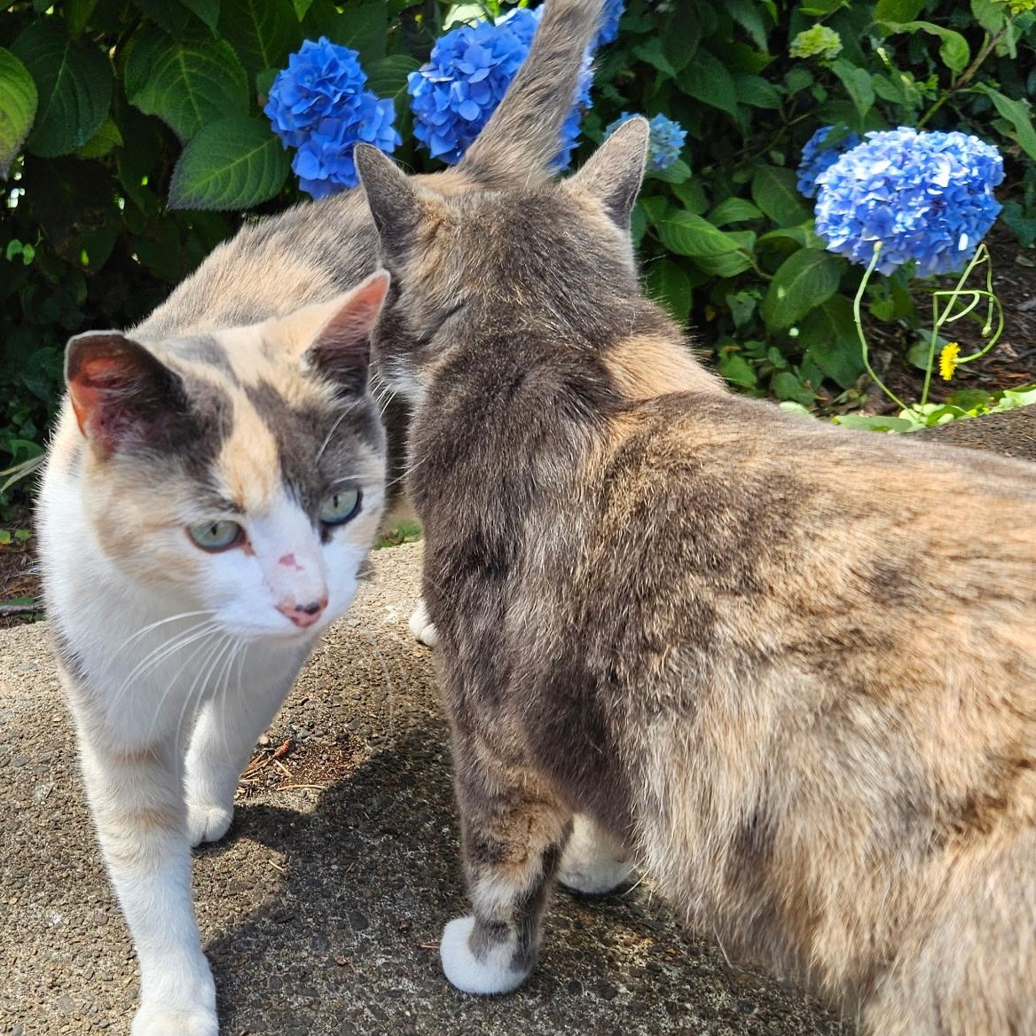 Enlarge Milly, a Adopted Calico in Newport, OR image 2/2