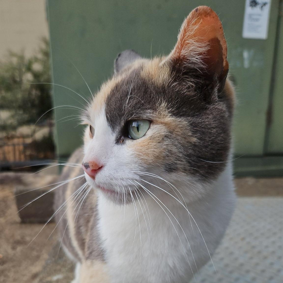 Enlarge Milly, a Adopted Calico in Newport, OR image 1/2