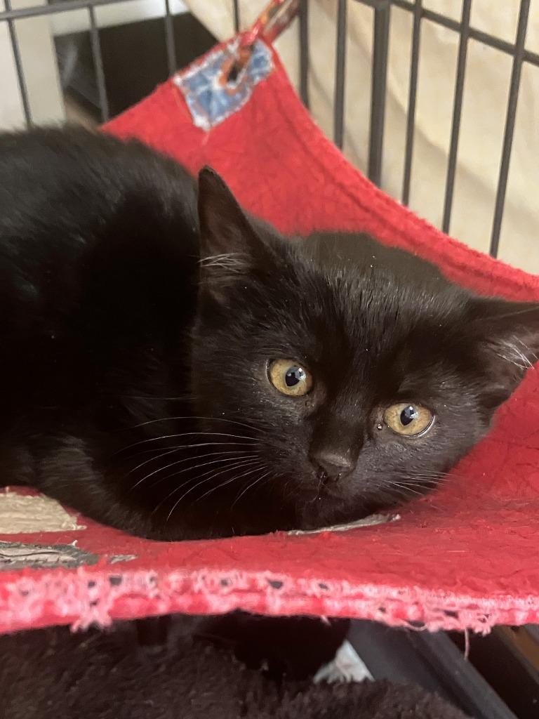 Enlarge Ursula, a Adoptable mixed breed in Lunenburg, MA image 1/2