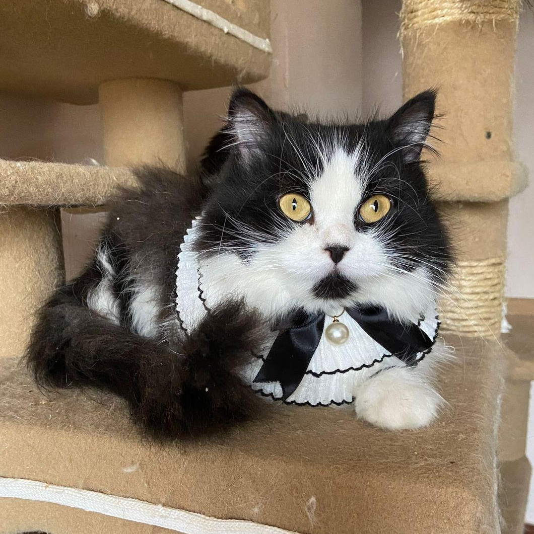 Enlarge LULU, a Adopted Persian in Mahwah, NJ image 1/6