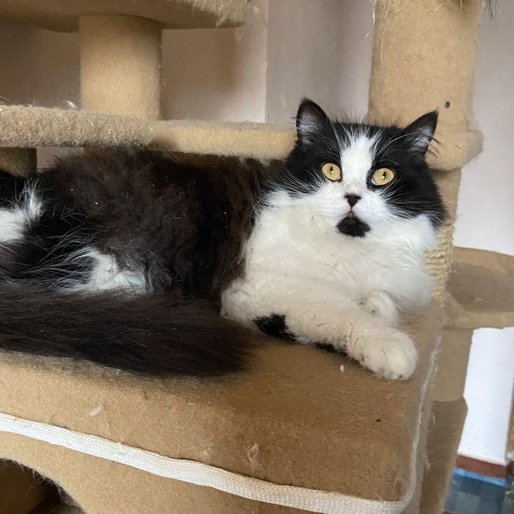 Enlarge LULU, a Adopted Persian in Mahwah, NJ image 5/6