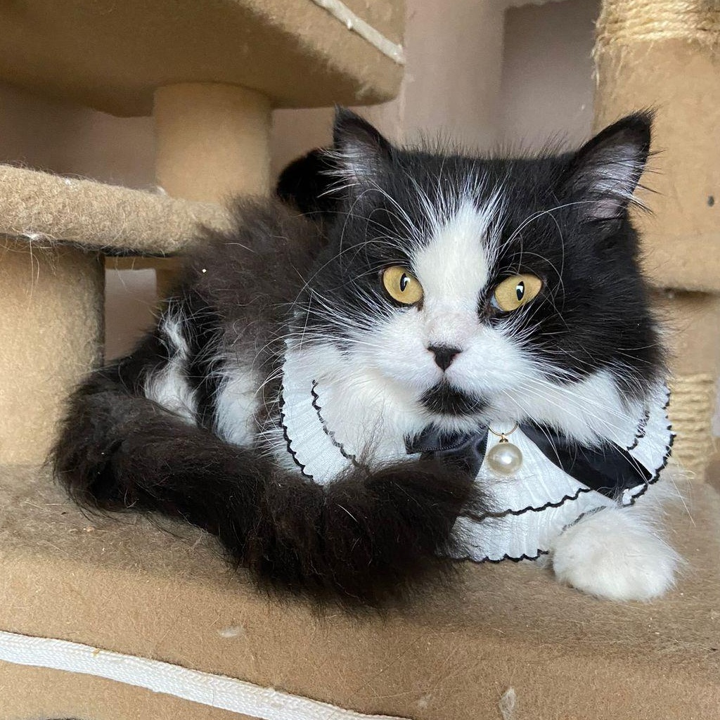 LULU, Adopted, Adult Female Persian.
