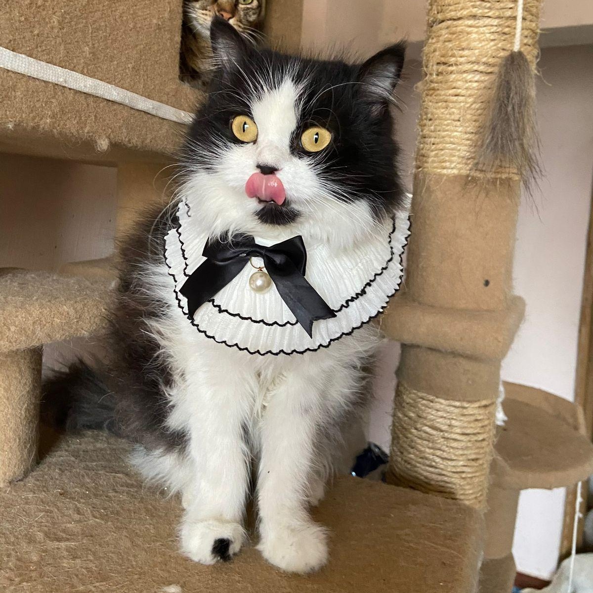 Enlarge LULU, a Adopted Persian in Mahwah, NJ image 2/6