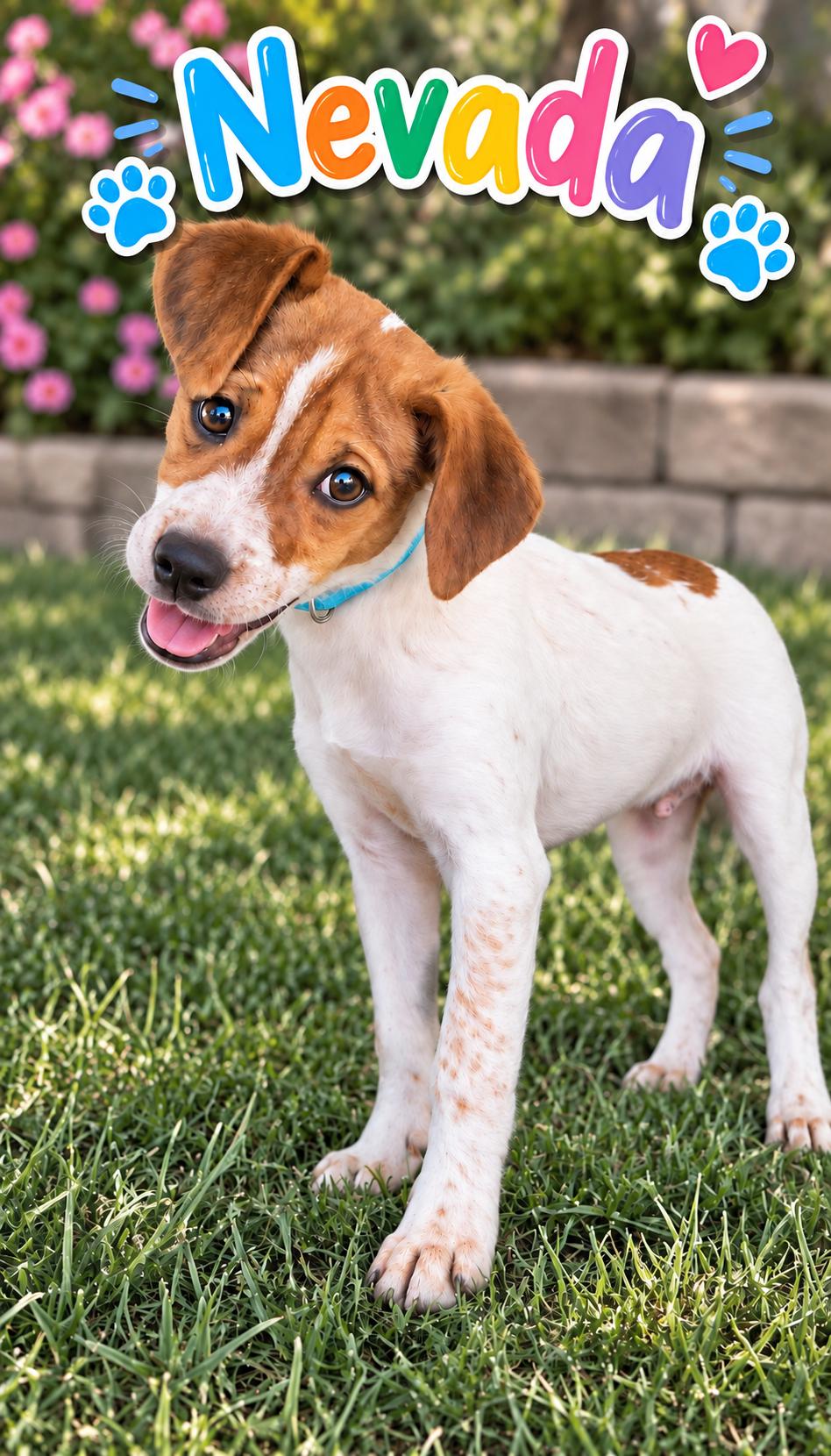 Nevada (M), Adoptable, Puppy Male Toy Fox Terrier & Basset Hound.